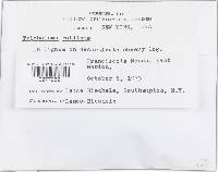Tricholomopsis rutilans image