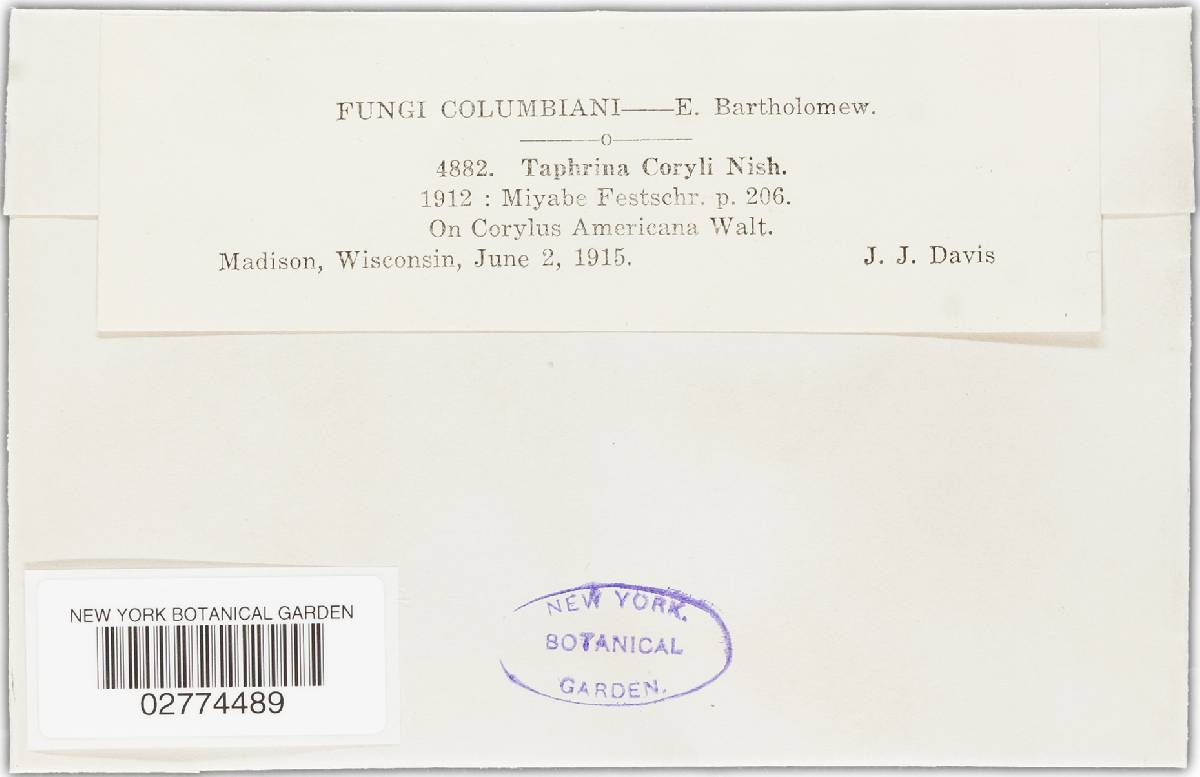 Taphrina coryli image