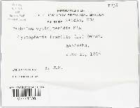 Taphrina cystopteridis image