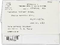 Taphrina farlowii image