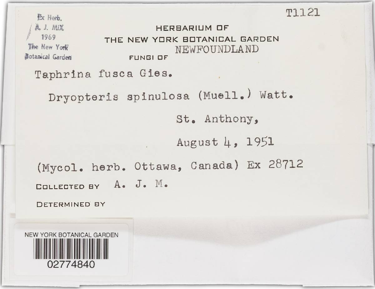 Taphrina fusca image