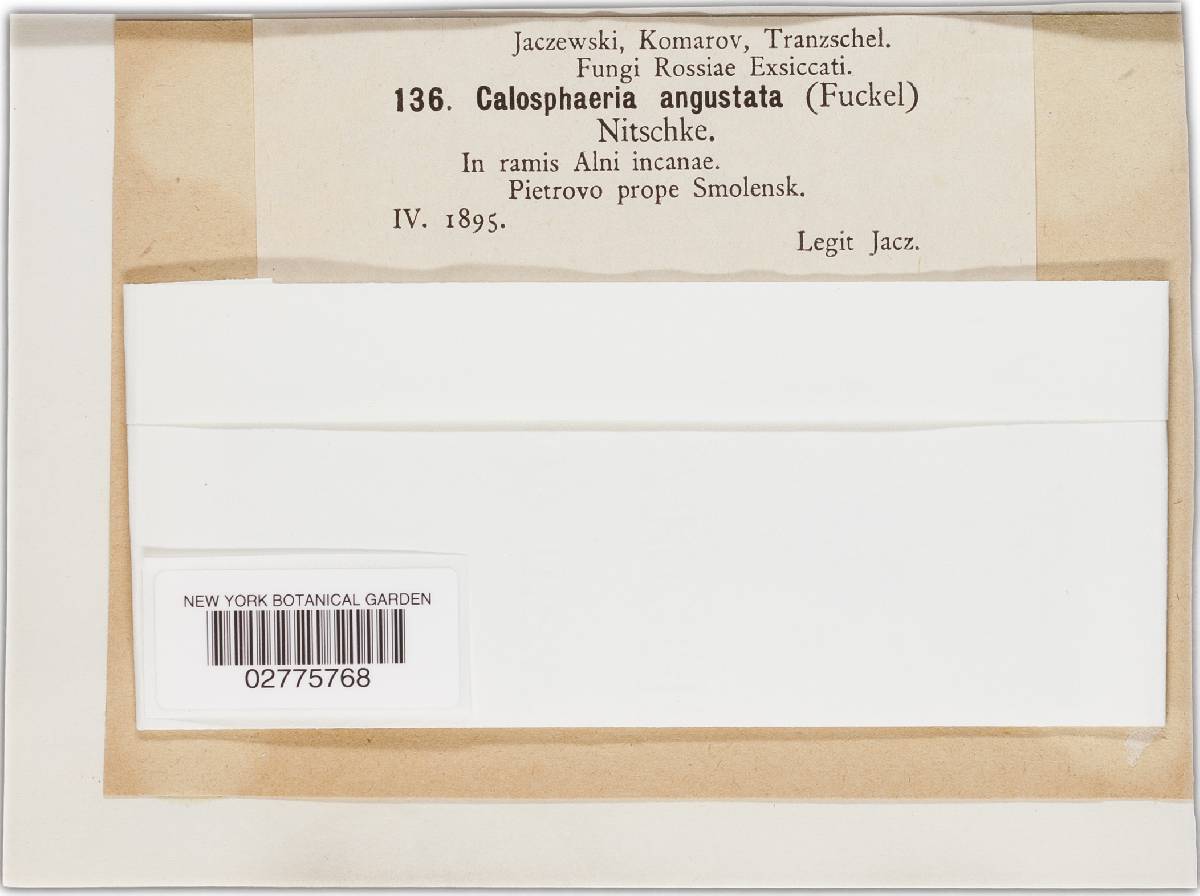 Coronophora angustata image