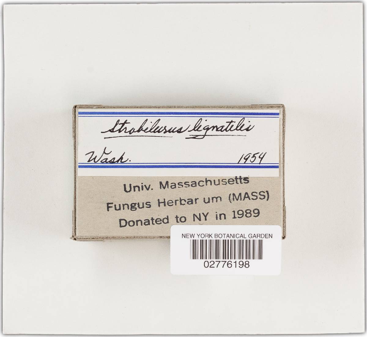 Strobilurus lignitilis image