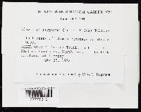 Claviceps purpurea image