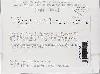 Cordyceps dipterigena image