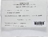 Cordyceps militaris image