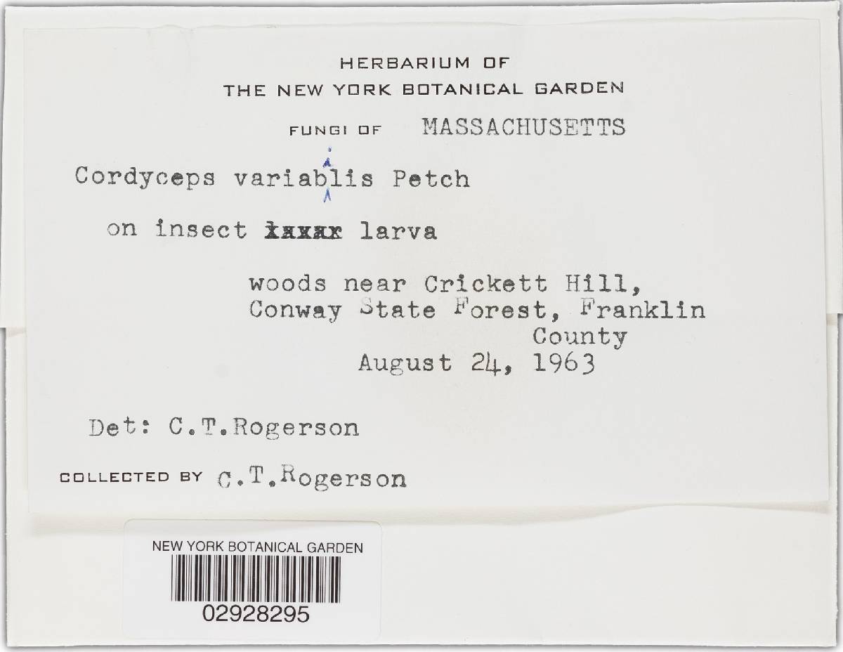 Elaphocordyceps valliformis image