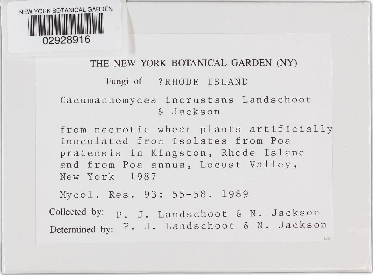 Gaeumannomyces incrustans image