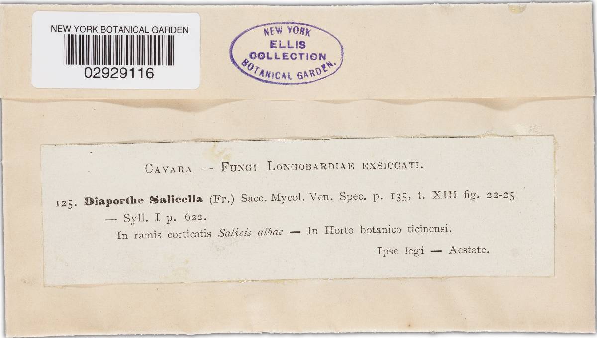 Cryptodiaporthe salicella image