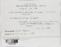Cryptosporella umbrina image