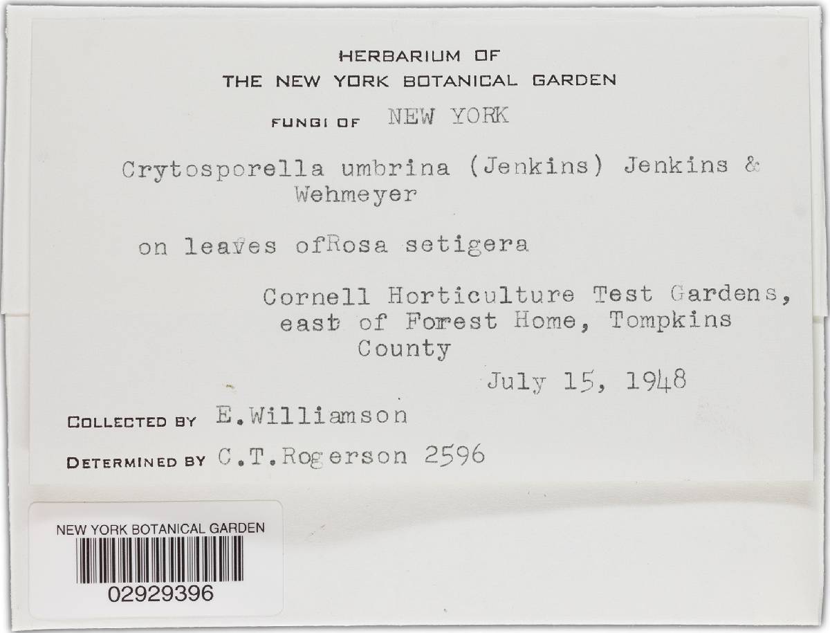 Cryptosporella umbrina image