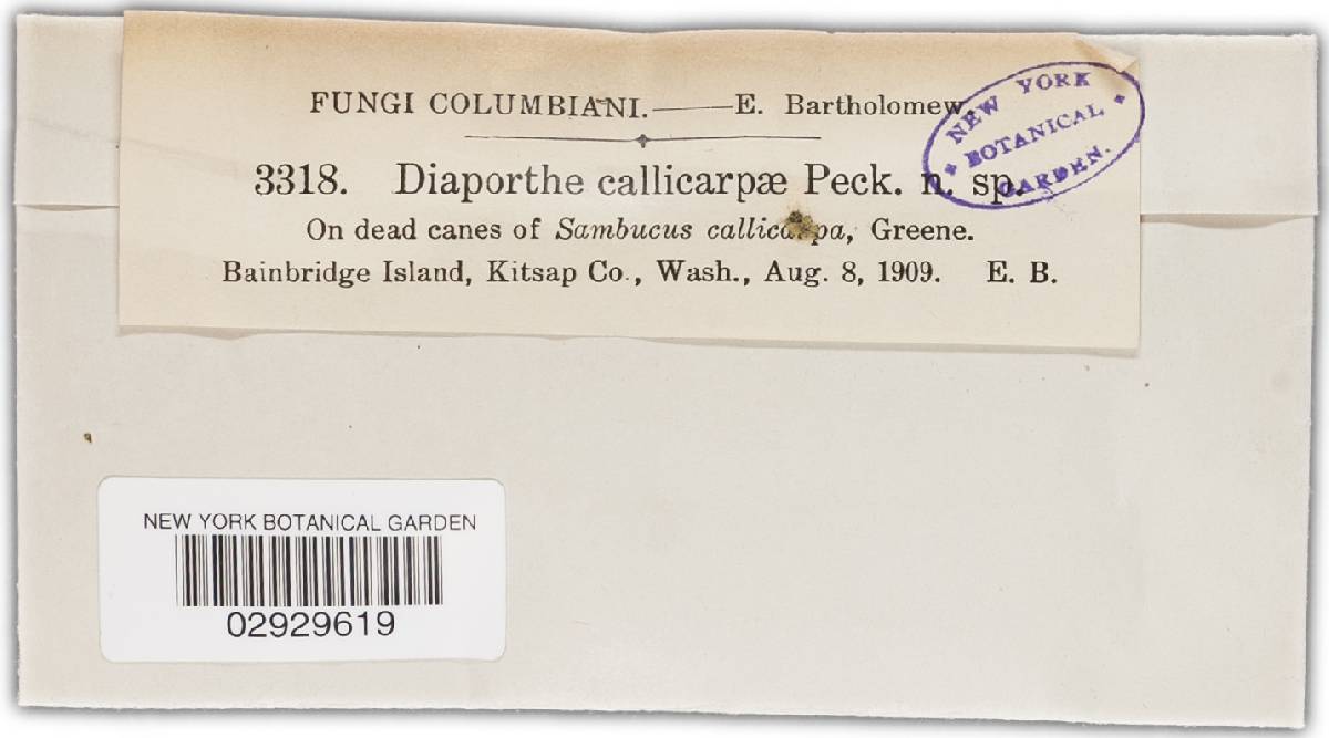 Diaporthe callicarpae image