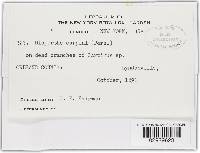 Diaporthe carpini image
