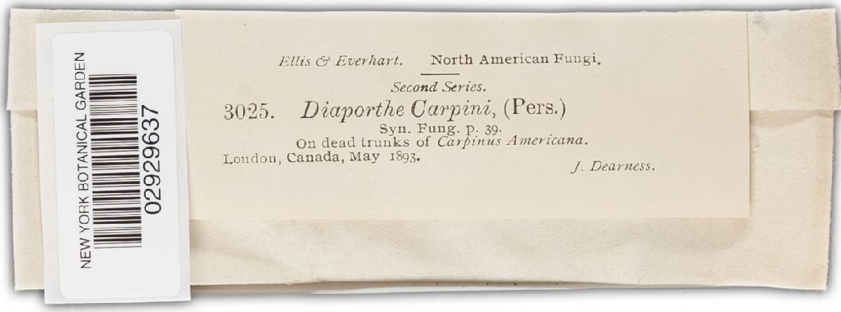 Diaporthe image