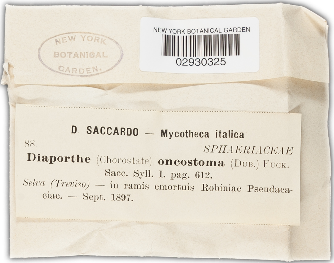 Diaporthe oncostoma image