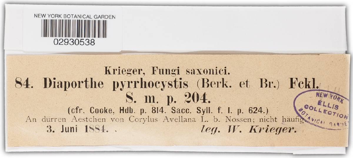 Cryptodiaporthe pyrrhocystis image