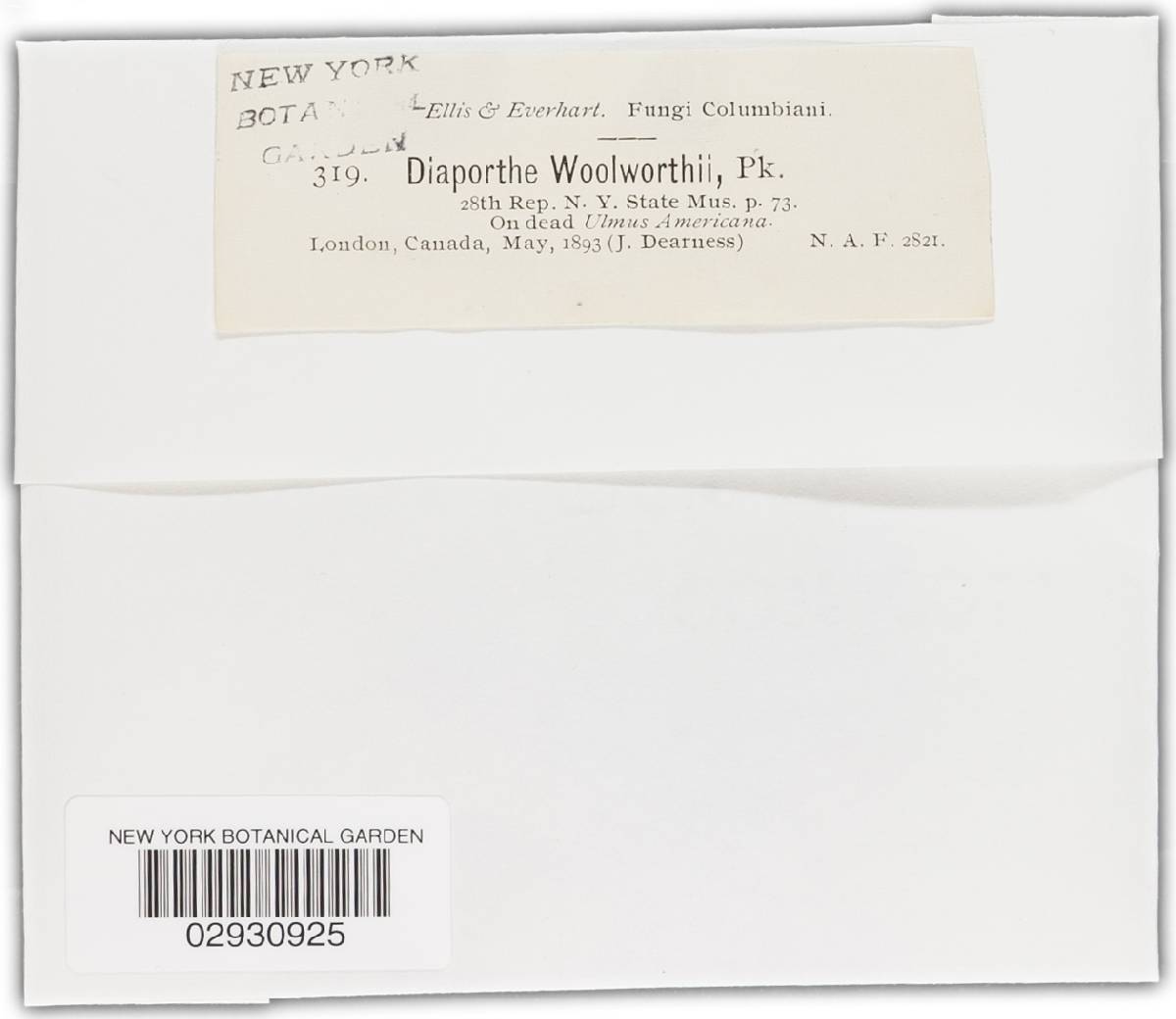 Diaporthe woolworthii image