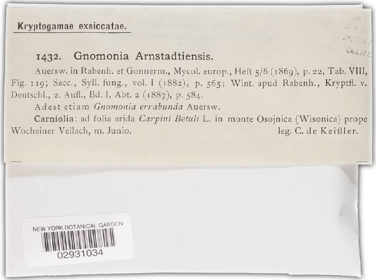Gnomonia arnstadtiensis image
