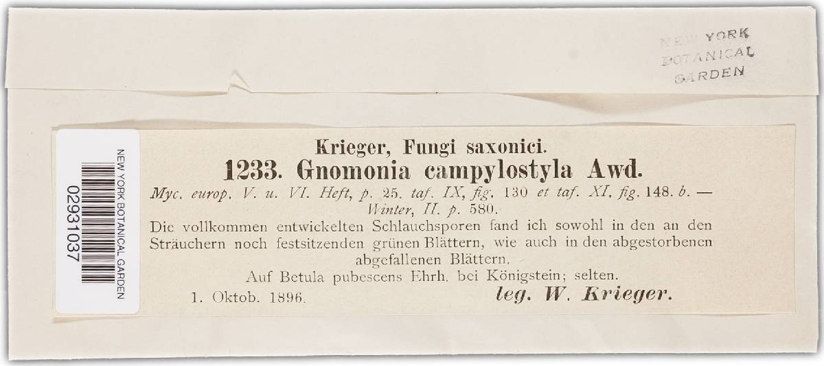 Gnomonia campylostyla image