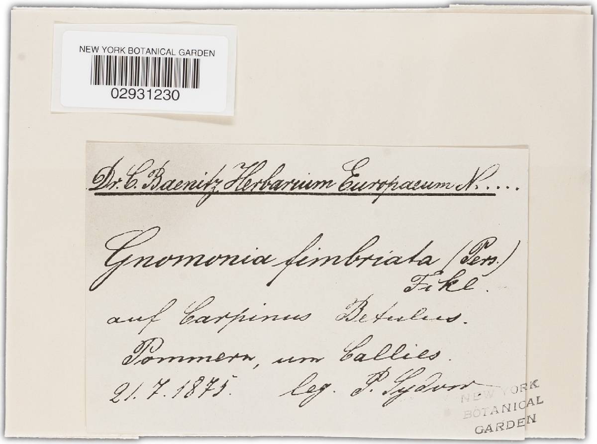 Gnomonia fimbriata image