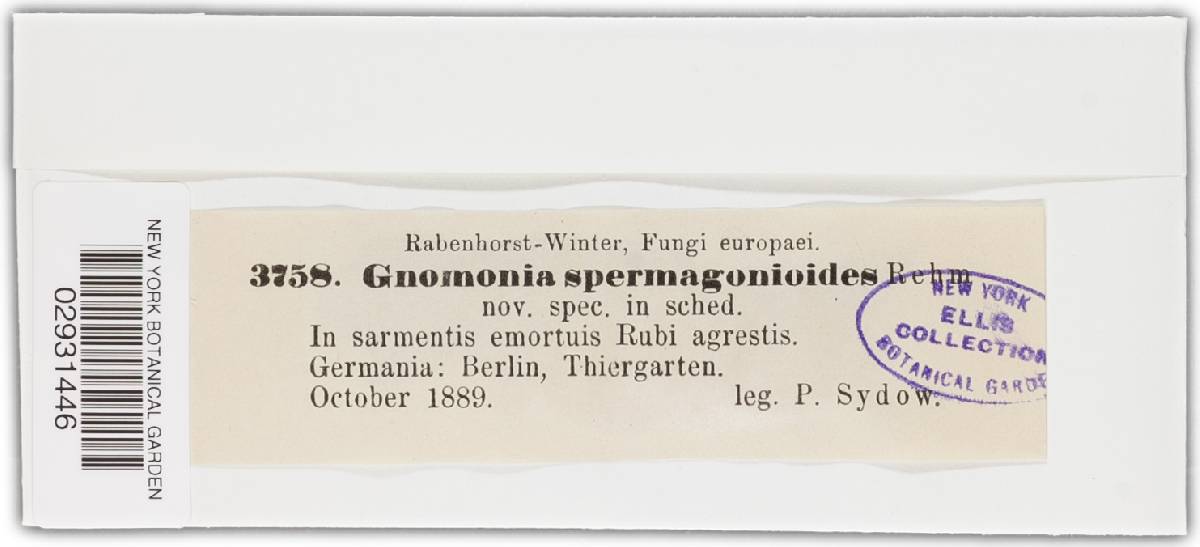Gnomonia spermogonioides image