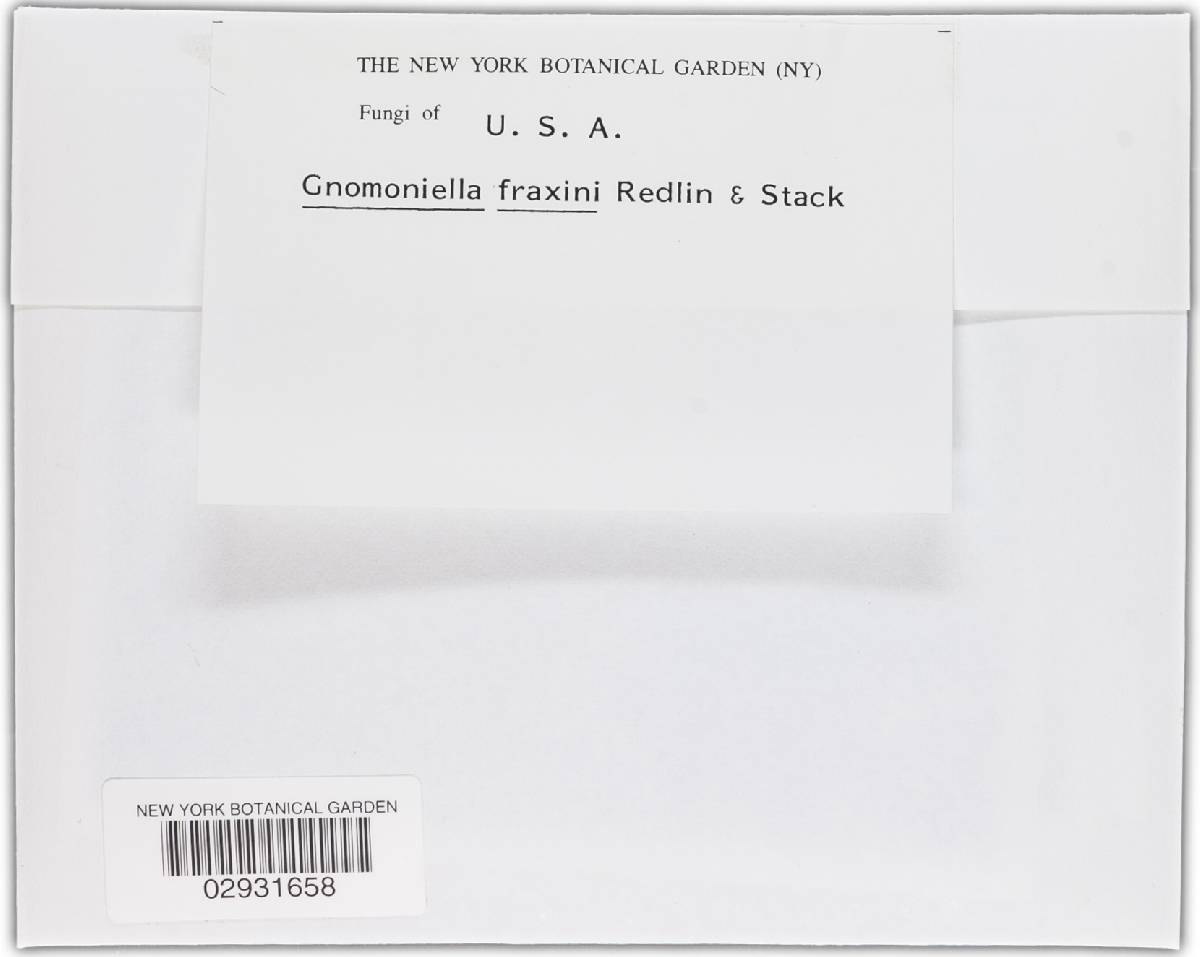 Gnomoniella fraxini image