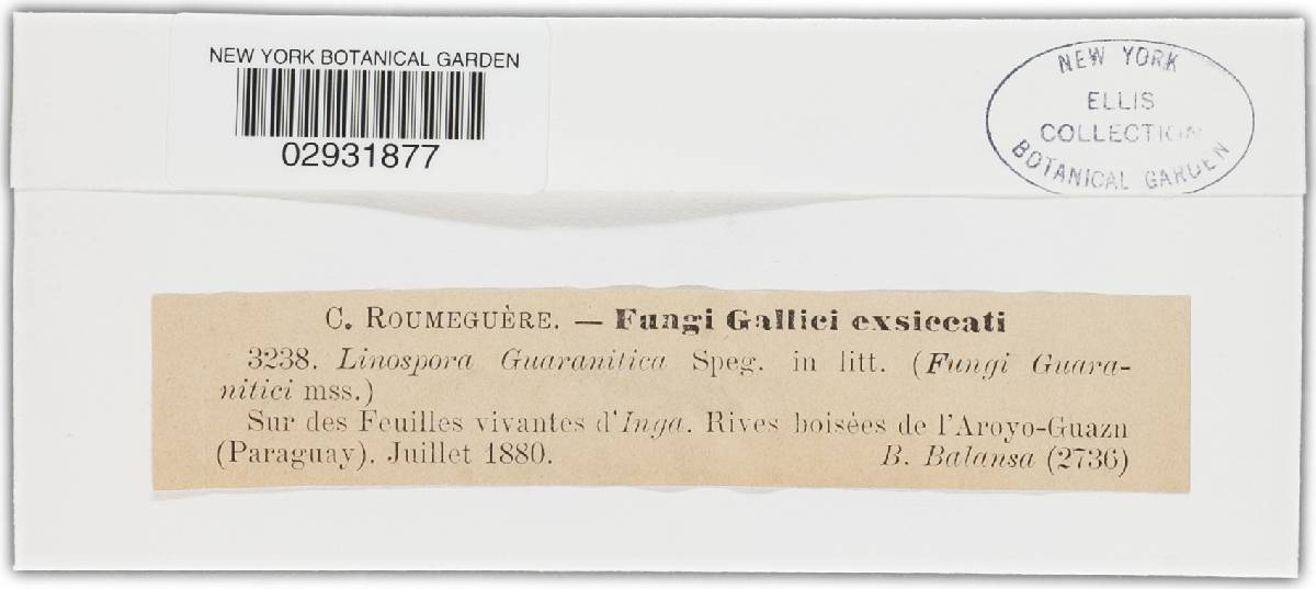 Linospora guaranitica image