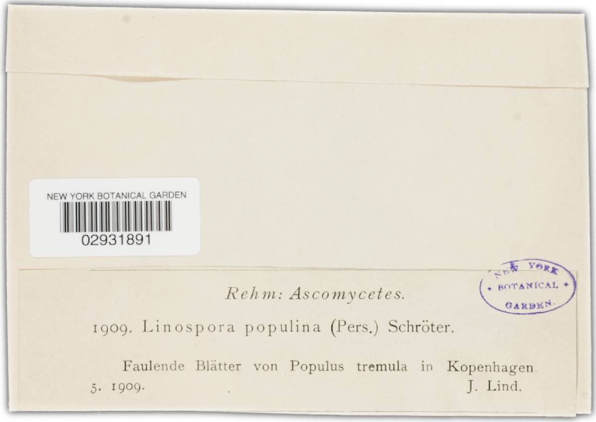 Cryptosphaeria ligniota image