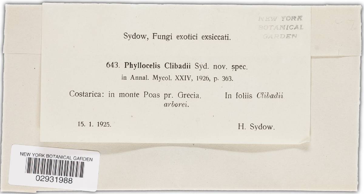 Phyllocelis clibadii image