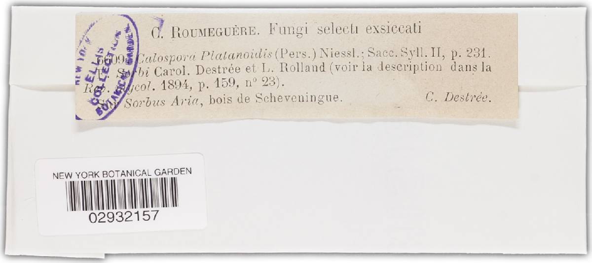Calospora platanoidis var. sorbi image