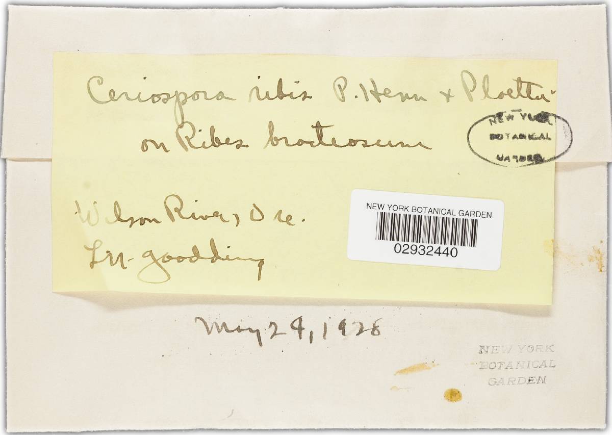 Melanconis ribis image