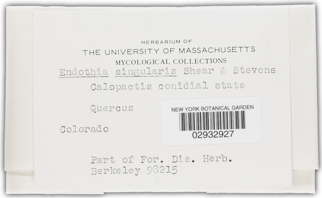 Endothia singularis image