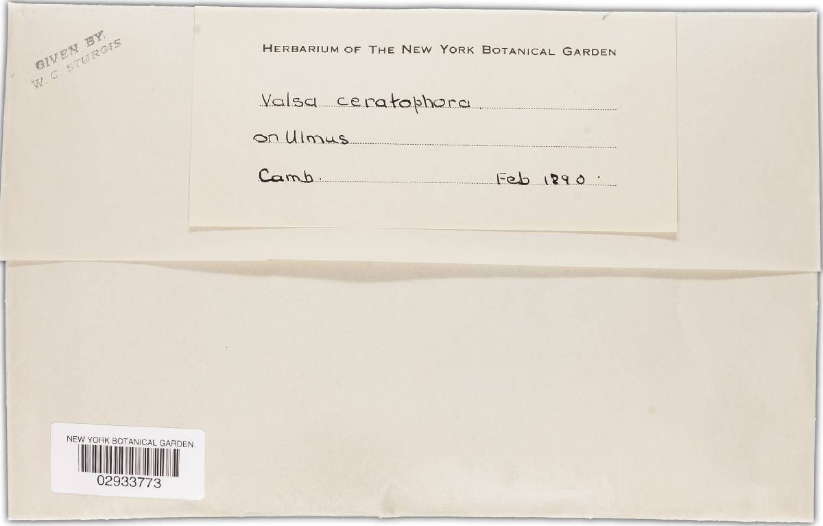 Valsa ceratophora image
