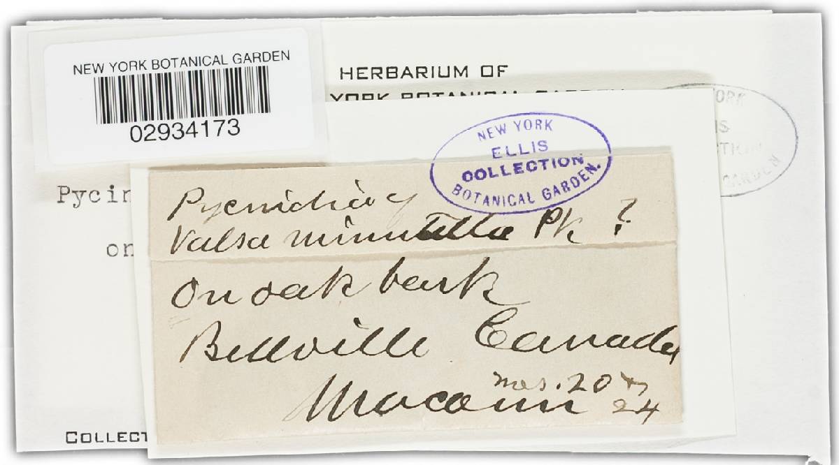 Valsa minutella image