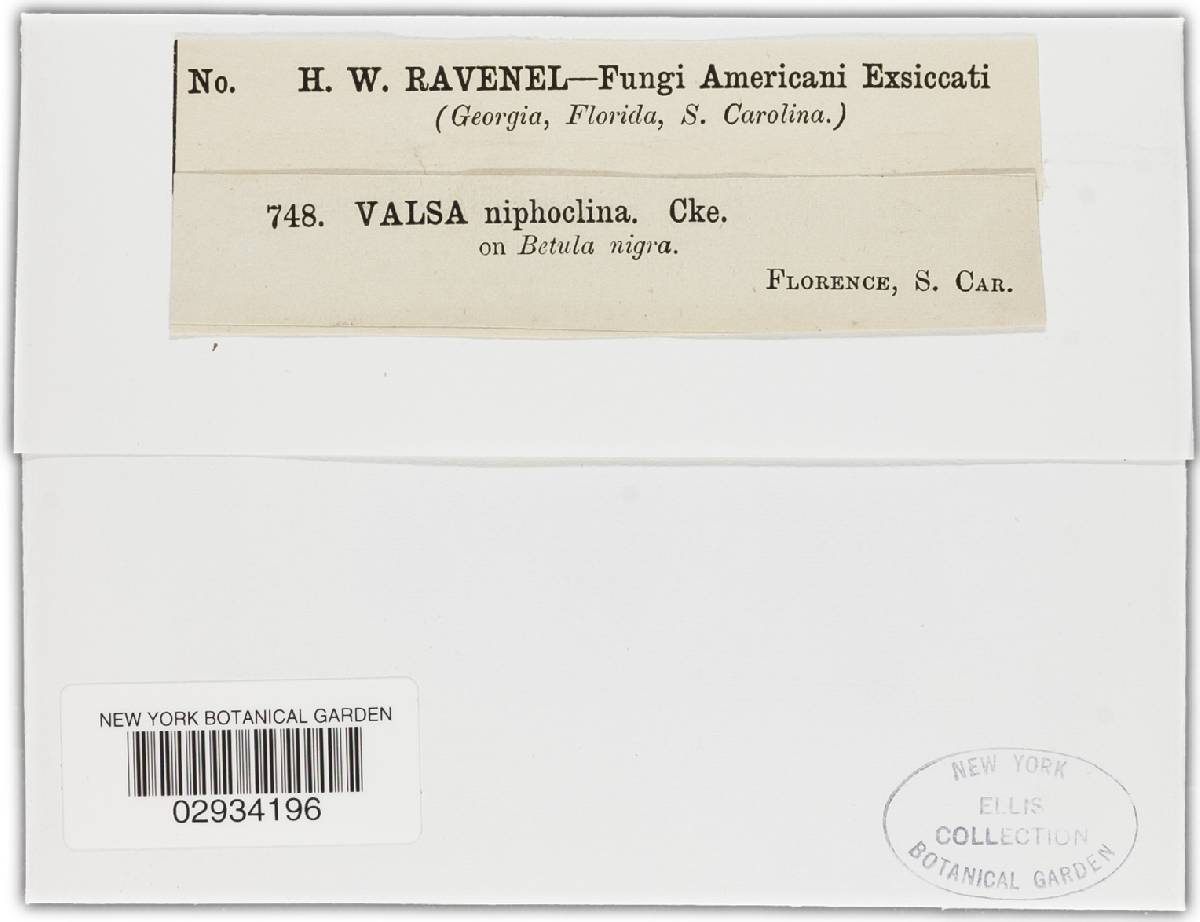 Valsa niphoclina image