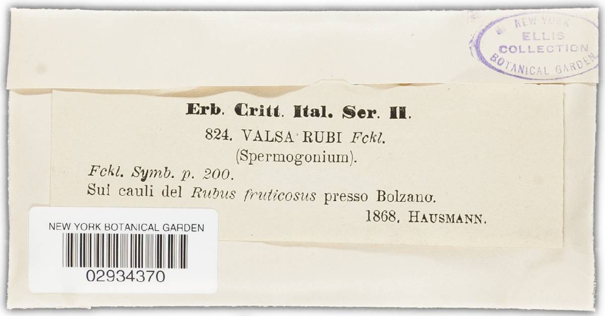 Valsa rubi image