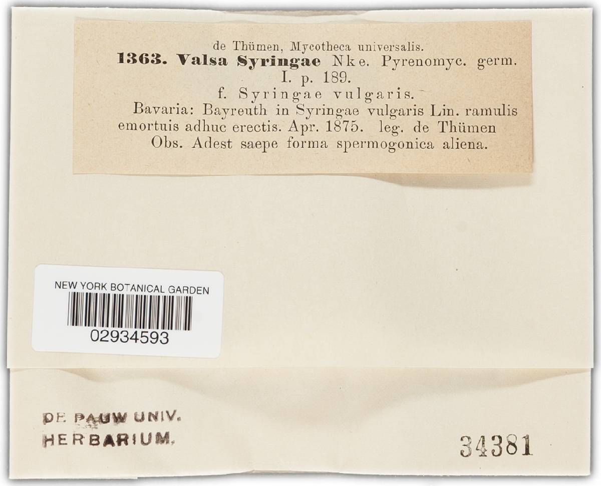 Valsa syringae image