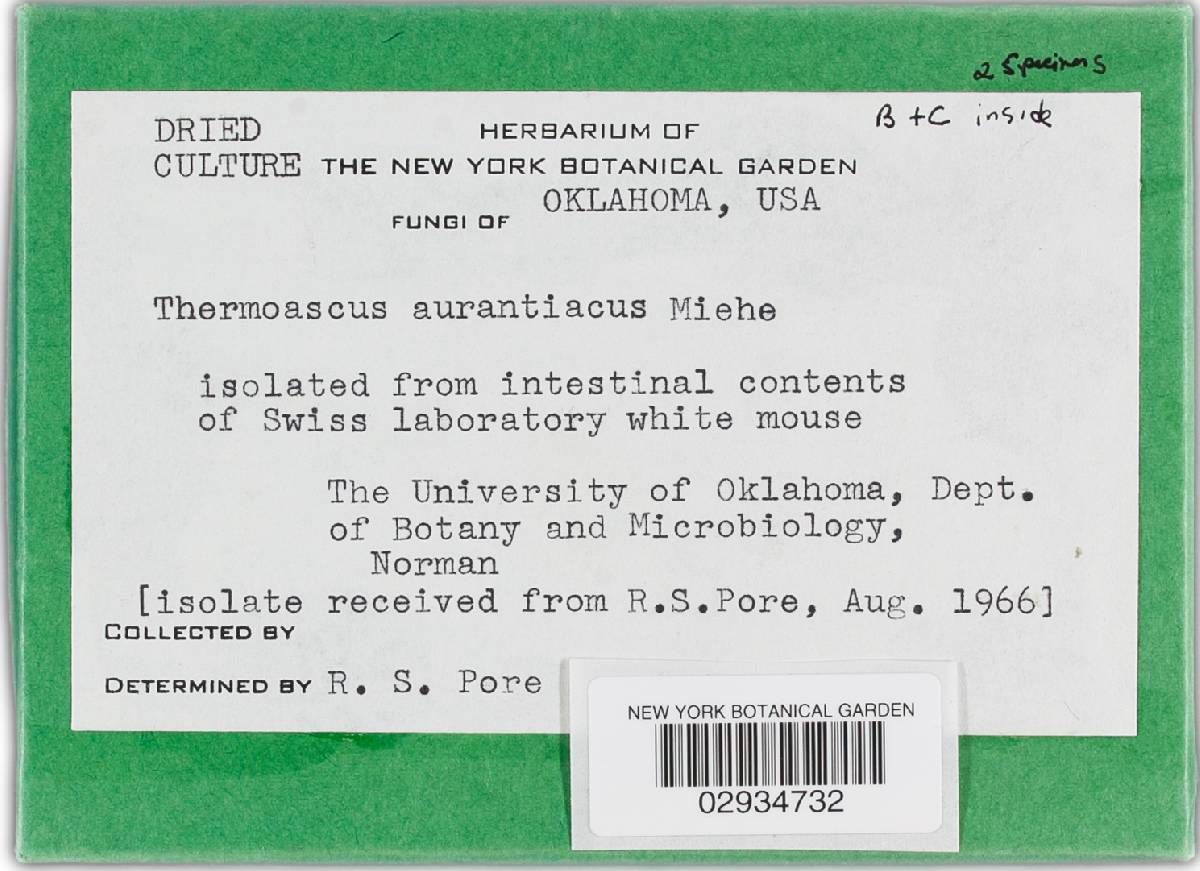 Thermoascus aurantiacus image