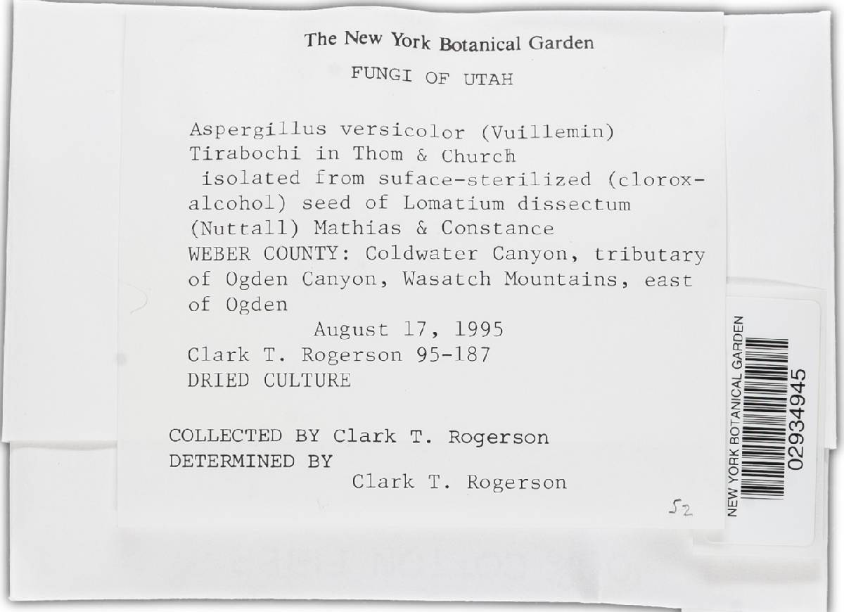 Aspergillus versicolor image