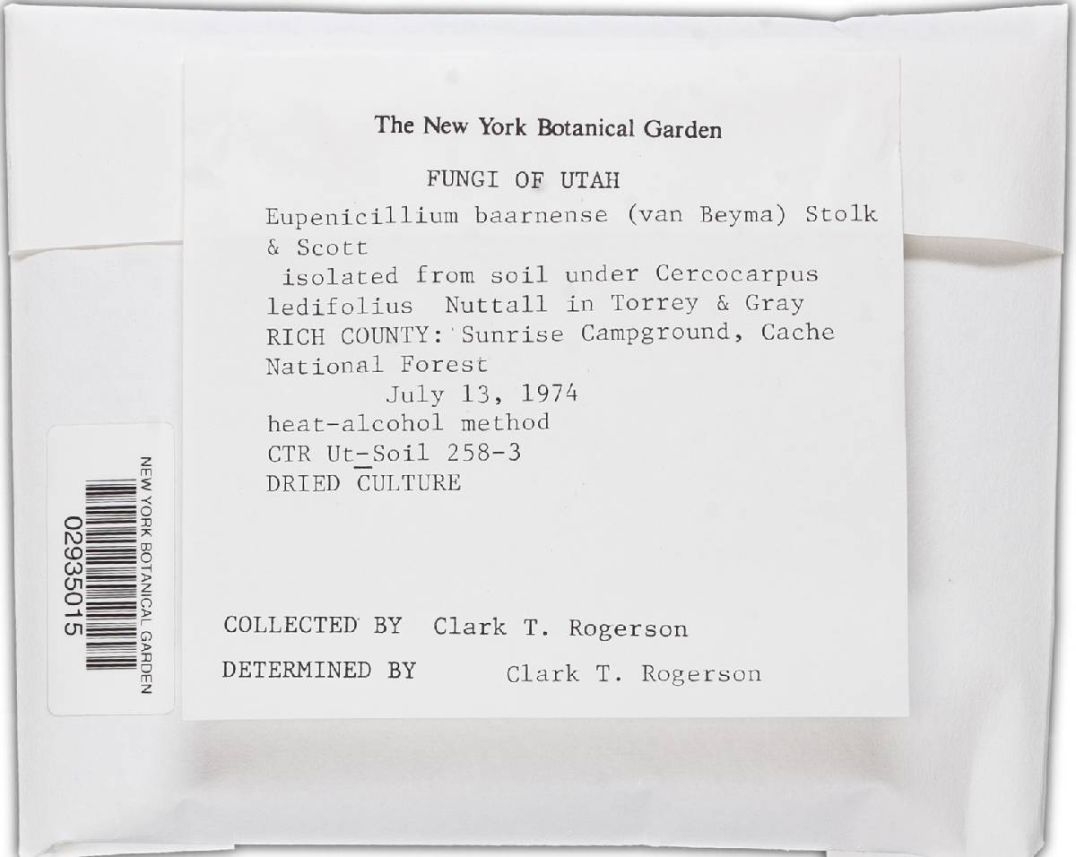 Eupenicillium baarnense image