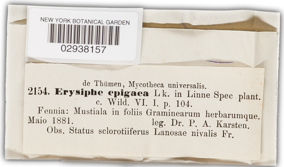 Erysiphe epigaea image