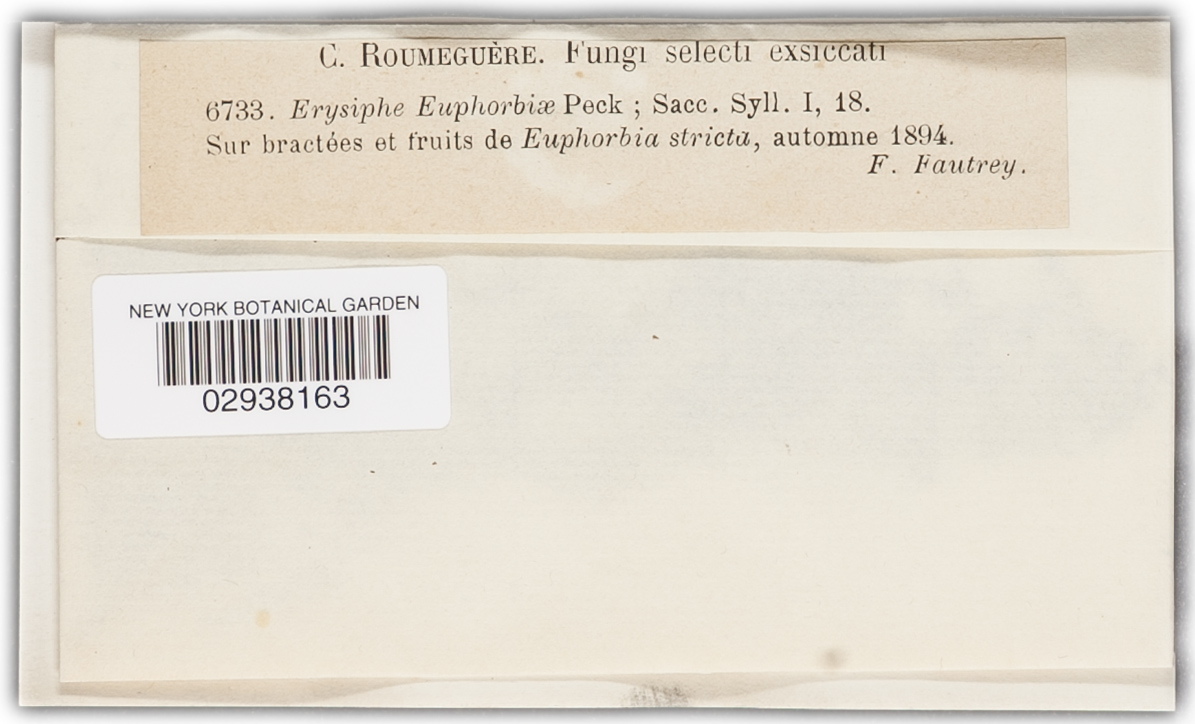 Erysiphe euphorbiae image
