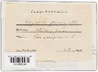 Blumeria graminis image