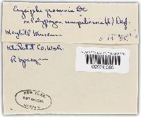 Blumeria graminis image