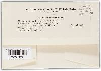 Blumeria graminis image