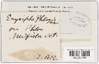 Erysiphe phlogis image