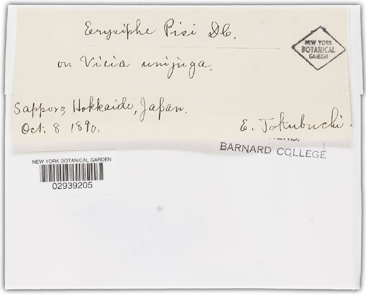 Erysiphe pisi var. pisi image