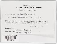 Erysiphe pisi var. pisi image