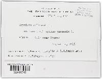 Erysiphe polygoni image