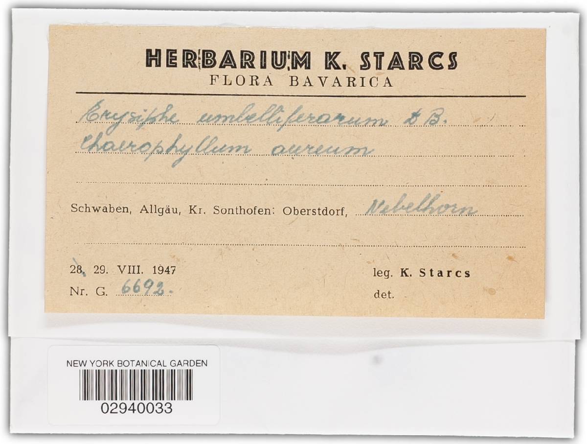 Erysiphe heraclei image